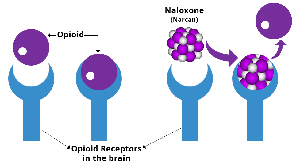 naloxone-infographic-how-it-works.png